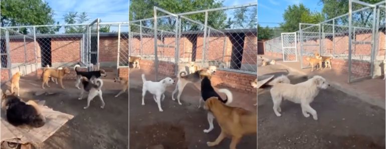 Cão “Rei Charlie” Impõe Respeito Num Canil e Conquista a Internet Cão “Rei Charlie” Impõe Respeito Num Canil e Conquista a Internet