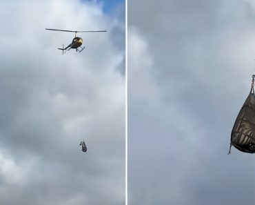 A “Celebridade” Ed, a Zebra Foi Capturada Após Oito Dias Em Fuga No Tennessee