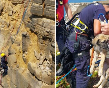 Cão Resgatado De Uma Arriba Em Peniche. Não Tinha Microchip
