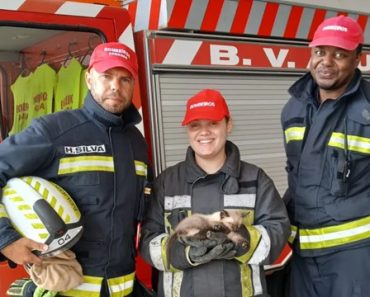 “Obrigado, Isto é Salvar Vidas”. Bombeiros Da Aguda Resgatam Gato “Obrigado, Isto é Salvar Vidas”. Bombeiros Da Aguda Resgatam Gato