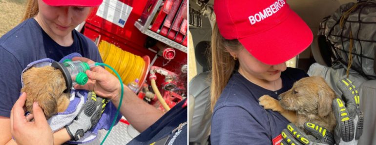 Bombeiros De Matosinhos-Leça Salvam “Cachorro Preso Em Conduta De Água” Bombeiros De Matosinhos-Leça Salvam “Cachorro Preso Em Conduta De Água”