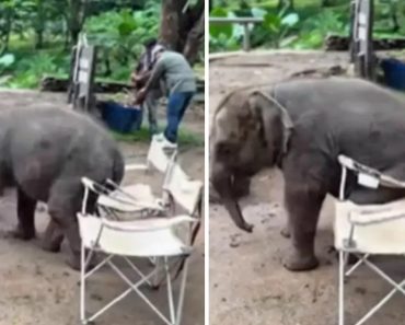 “Adorável” e Viral. Bebé Elefante Desajeitado Tenta Sentar-se Em Cadeira “Adorável” e Viral. Bebé Elefante Desajeitado Tenta Sentar-se Em Cadeira