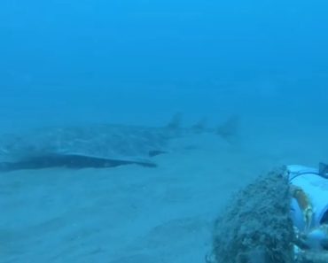 Tubarão Em Vias De Extinção é Visto Pela Primeira Vez Desde 2021 Tubarão Em Vias De Extinção é Visto Pela Primeira Vez Desde 2021