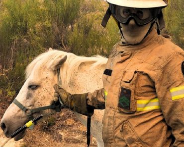 “Todas As Vidas Importam”: GNR Salva Cavalo Perdido Durante Incêndio Em Ponte Da Barca “Todas As Vidas Importam”: GNR Salva Cavalo Perdido Durante Incêndio Em Ponte Da Barca