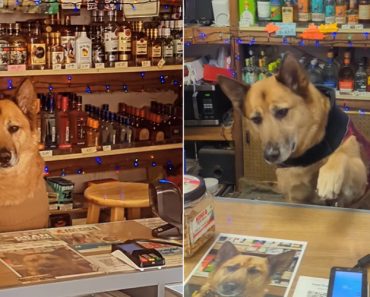 Se Entrar Nesta Loja De São Francisco é Recebido Por Um “Funcionário” De Quatro Patas Se Entrar Nesta Loja De São Francisco é Recebido Por Um “Funcionário” De Quatro Patas