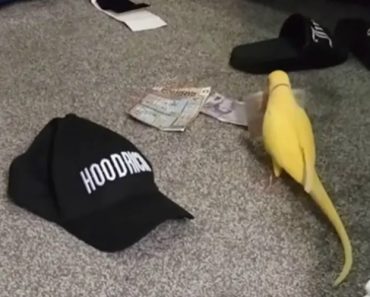 Papagaio Denuncia Negócio De Tráfico De Droga Dos Donos Papagaio Denuncia Negócio De Tráfico De Droga Dos Donos