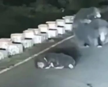 Ursa Recusa-se a Abandonar Cria Atropelada Na Índia. Esperou 1h Por Ajuda Ursa Recusa-se a Abandonar Cria Atropelada Na Índia. Esperou 1h Por Ajuda