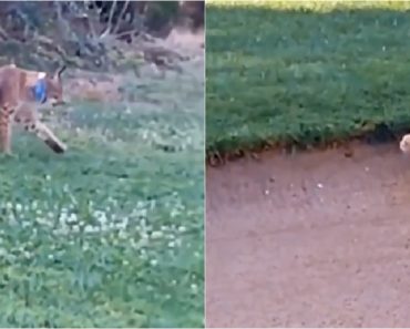 Lince-Ibérico e Gato Doméstico Protagonizam Encontro Surpreendente Em Castro Marim Lince-Ibérico e Gato Doméstico Protagonizam Encontro Surpreendente Em Castro Marim