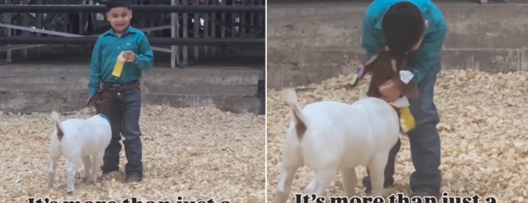 Vídeo Viral Mostra a Carinhosa Amizade Entre Uma Criança e Uma Cabra Vídeo Viral Mostra a Carinhosa Amizade Entre Uma Criança e Uma Cabra