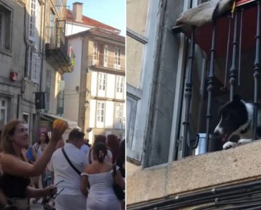 Cão Torna-se Atração Turística Em Santiago De Compostela. Veja Porquê Cão Torna-se Atração Turística Em Santiago De Compostela. Veja Porquê