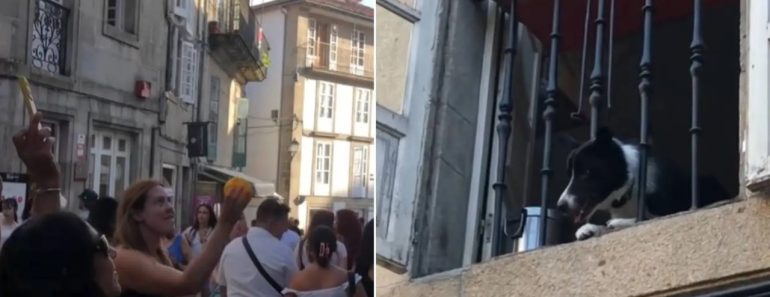 Cão Torna-se Atração Turística Em Santiago De Compostela. Veja Porquê Cão Torna-se Atração Turística Em Santiago De Compostela. Veja Porquê
