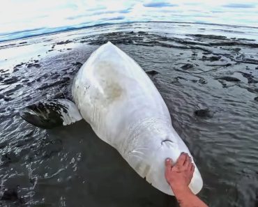 Praticantes De Caiaque Resgatam Baleia-Beluga De 1.580 Kg Encalhada No Areal Praticantes De Caiaque Resgatam Baleia-Beluga De 1.580 Kg Encalhada No Areal