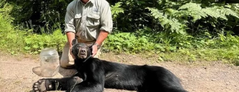 Ursa Resgatada Após Ficar Com a Cabeça Presa Num Frasco Mais De 1 Semana Ursa Resgatada Após Ficar Com a Cabeça Presa Num Frasco Mais De 1 Semana