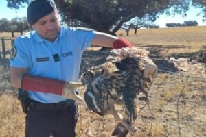 Bufo-Real Recuperado Pela GNR Em Portalegre. Estava Preso e Ferido