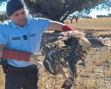 Bufo-Real Recuperado Pela GNR Em Portalegre. Estava Preso e Ferido Bufo-Real Recuperado Pela GNR Em Portalegre. Estava Preso e Ferido