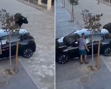 Touro à Solta Destrói Carro Em Garraiada Espanhola Touro à Solta Destrói Carro Em Garraiada Espanhola