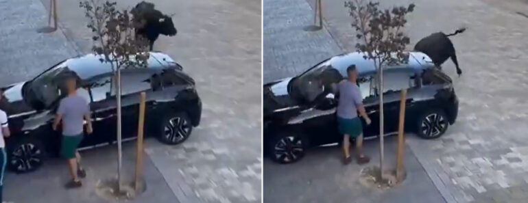 Touro à Solta Destrói Carro Em Garraiada Espanhola Touro à Solta Destrói Carro Em Garraiada Espanhola
