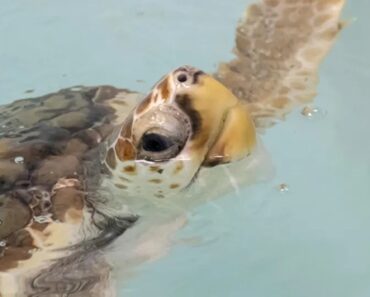 Tartarugas Resgatadas Em Águas Britânicas Libertadas Nos Açores Tartarugas Resgatadas Em Águas Britânicas Libertadas Nos Açores