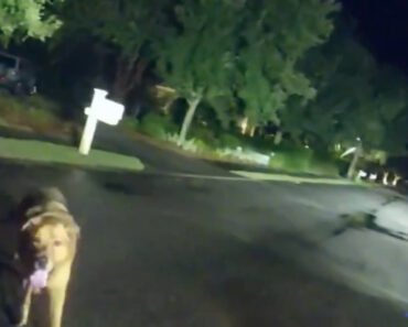 Polícia Encontra Dona Desaparecida Graças a Cão Herói Polícia Encontra Dona Desaparecida Graças a Cão Herói