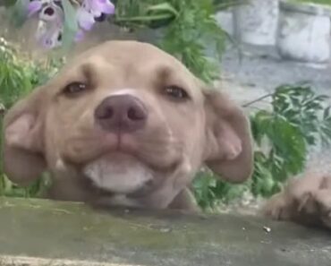 Mulher “Rouba” o Cachorro Da Vizinha Para Brincar Com Os Seus Cães Mulher “Rouba” o Cachorro Da Vizinha Para Brincar Com Os Seus Cães