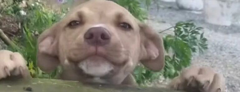 Mulher “Rouba” o Cachorro Da Vizinha Para Brincar Com Os Seus Cães Mulher “Rouba” o Cachorro Da Vizinha Para Brincar Com Os Seus Cães