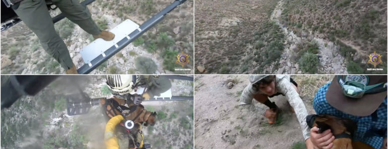 Cão Cai De Ravina e é Resgatado Por Helicóptero No Arizona Cão Cai De Ravina e é Resgatado Por Helicóptero No Arizona