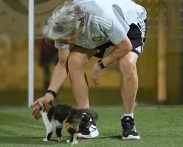 “Bichinha, Anda Cá!”: Jorge Jesus Recebe Visita Especial No Treino Do Al Nassr e Volta à Carga… No Inglês “Bichinha, Anda Cá!”: Jorge Jesus Recebe Visita Especial No Treino Do Al Nassr e Volta à Carga… No Inglês