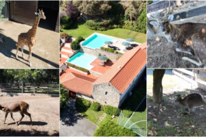 Visita Guiada à Quinta De Fernando Póvoas Com Mais De 300 Animais