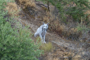 Jovem Fotógrafo Avistou o Primeiro Lince-Ibérico Leucístico Na Península Ibérica