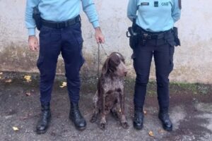 GNR Recupera Em Borba Cão Furtado: “Evidenciava Sinais De Abandono”