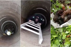 GNR Detém Idoso De 70 Anos Por Atirar Ninhada De Cães a Um Poço Em Ponte De Lima