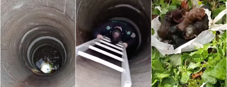 GNR Detém Idoso De 70 Anos Por Atirar Ninhada De Cães a Um Poço Em Ponte De Lima GNR Detém Idoso De 70 Anos Por Atirar Ninhada De Cães a Um Poço Em Ponte De Lima