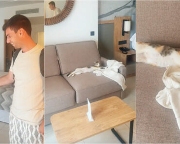 Casal Português Descobre Hóspede Inesperada No Quarto Durante Férias Nas Ilhas Maurícias Casal Português Descobre Hóspede Inesperada No Quarto Durante Férias Nas Ilhas Maurícias