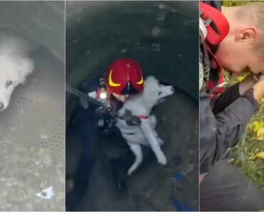 Cadela Resgatada De Poço Com 15 Metros Em Quintal Abandonado Na Roménia Cadela Resgatada De Poço Com 15 Metros Em Quintal Abandonado Na Roménia