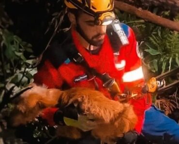 Bombeiros Resgatam Cão Que Caiu Em “Poço Sem Acesso” Em Gondomar Bombeiros Resgatam Cão Que Caiu Em “Poço Sem Acesso” Em Gondomar