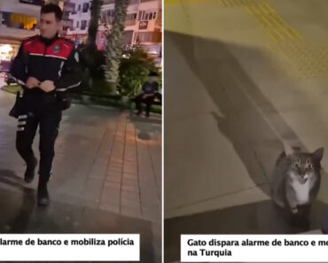 Gato Faz Disparar Alarme De Banco e Mobiliza Polícia Na Turquia Gato Faz Disparar Alarme De Banco e Mobiliza Polícia Na Turquia
