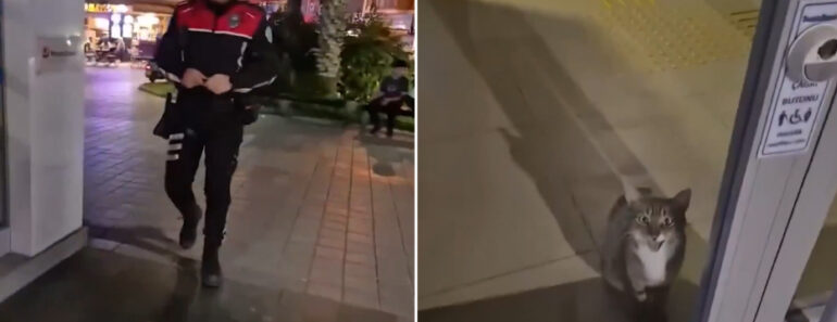 Gato Faz Disparar Alarme De Banco e Mobiliza Polícia Na Turquia Gato Faz Disparar Alarme De Banco e Mobiliza Polícia Na Turquia