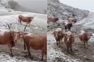 Neve Chega Ao Gerês e Imagens De Vacas Sob Os Flocos Tornam-se Virais