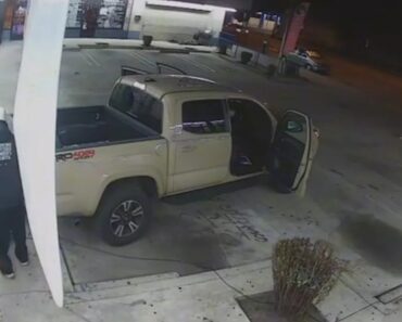 Ladrões Invadem Barbearia Com Carrinha e Roubam Gato De Estimação Ladrões Invadem Barbearia Com Carrinha e Roubam Gato De Estimação