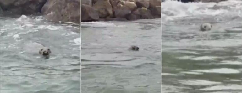Foca-Cinzenta Surpreende Ativista Ambiental Na Marina De Cascais Foca-Cinzenta Surpreende Ativista Ambiental Na Marina De Cascais
