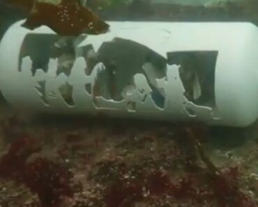 Mergulhador Português Junta Amigos Para Colocar Presépios No Fundo Do Mar Mergulhador Português Junta Amigos Para Colocar Presépios No Fundo Do Mar