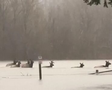 Vídeo Mostra Alces a Atravessar Campo De Futebol Totalmente Alagado Nos EUA Vídeo Mostra Alces a Atravessar Campo De Futebol Totalmente Alagado Nos EUA