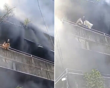 Mulher Salvou Cães e Só Depois Saiu De Prédio Em Chamas Nas Filipinas Mulher Salvou Cães e Só Depois Saiu De Prédio Em Chamas Nas Filipinas