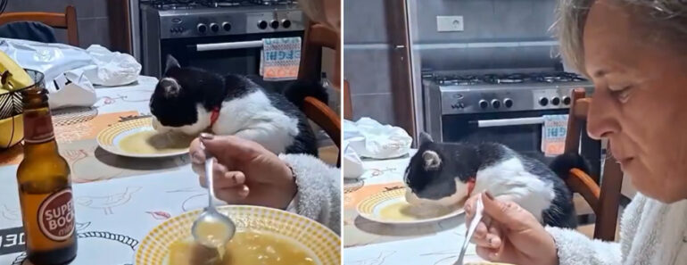 Haverá Gato Mais Tuga Que Este? Haverá Gato Mais Tuga Que Este?
