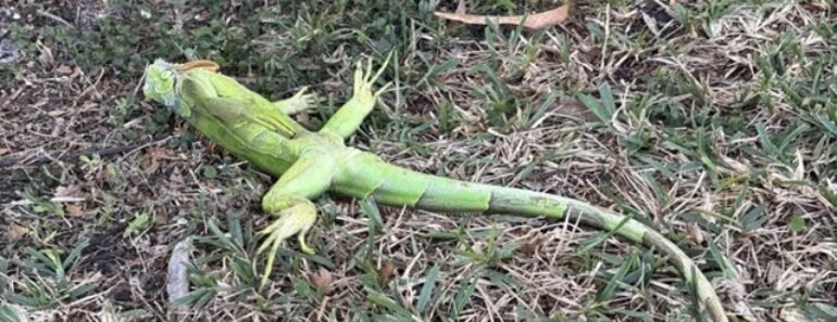 Frio Fez Congelar Iguanas Na Primeira Noite Do Ano Na Florida Frio Fez Congelar Iguanas Na Primeira Noite Do Ano Na Florida
