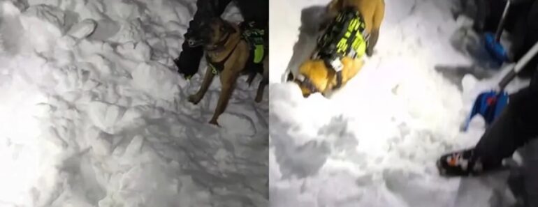 Cão Foi Até à “Exaustão” Para Localizar Vítimas De Avalanche Em Espanha Cão Foi Até à “Exaustão” Para Localizar Vítimas De Avalanche Em Espanha
