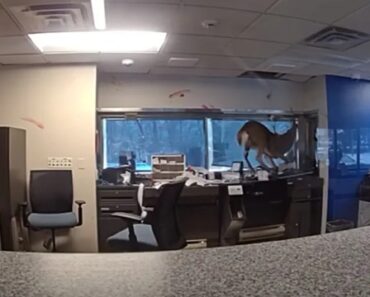 Veado Torna-se “Intruso Inesperado” Em Banco Na Região De Nova Iorque