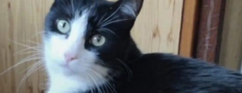 Gato Andou 250 Km Sozinho Para Voltar a Casa Em França: “Incrível” Gato Andou 250 Km Sozinho Para Voltar a Casa Em França: “Incrível”