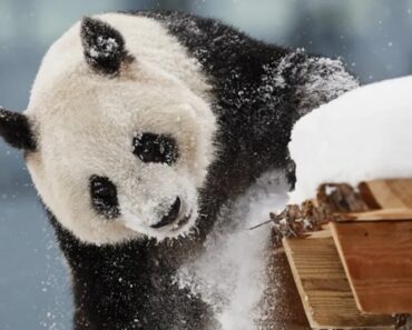“Trepam e Rebolam”. Pandas Aproveitam Dia De Neve Nos EUA