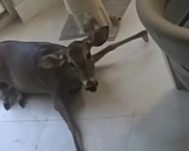 Casa Invadida Pela Janela Da Sala Na Florida. O Criminoso? Um Veado Casa Invadida Pela Janela Da Sala Na Florida. O Criminoso? Um Veado